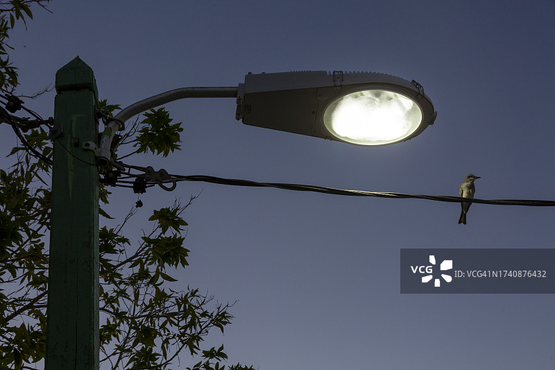多米尼加共和国，街灯下的鸟图片素材