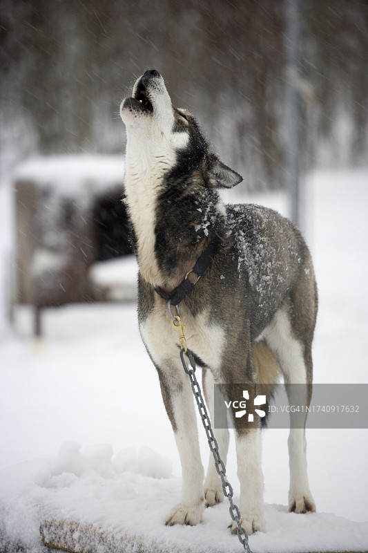 被拴住的雪橇犬的肖像图片素材