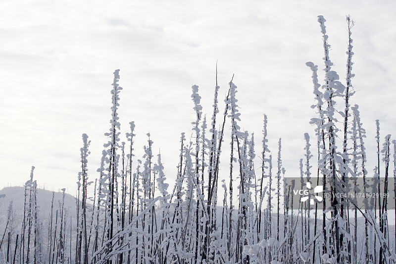 树上的新雪图片素材