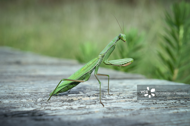 木头上的蚱蜢特写图片素材