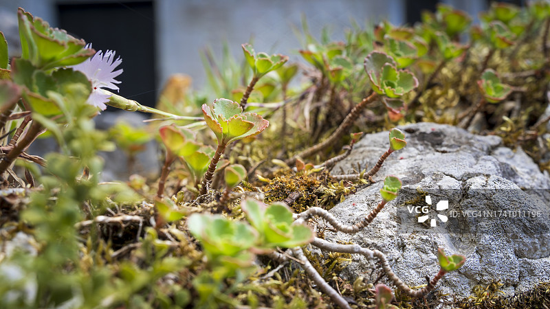 植物在田间生长的特写图片素材