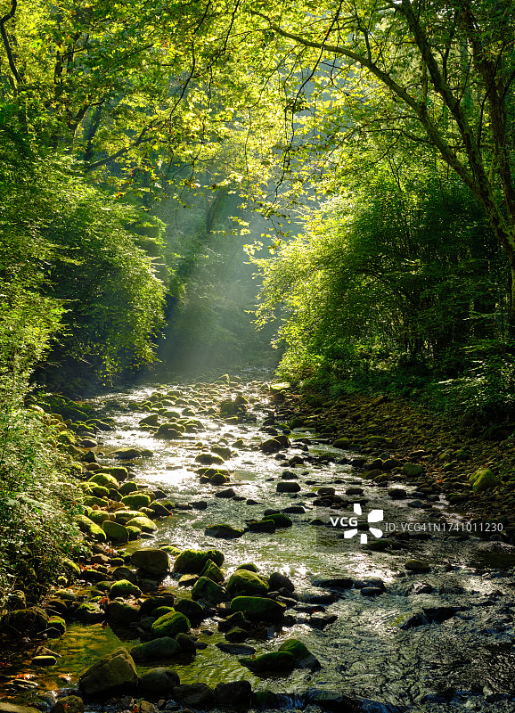 森林中树木中河流的美景图片素材