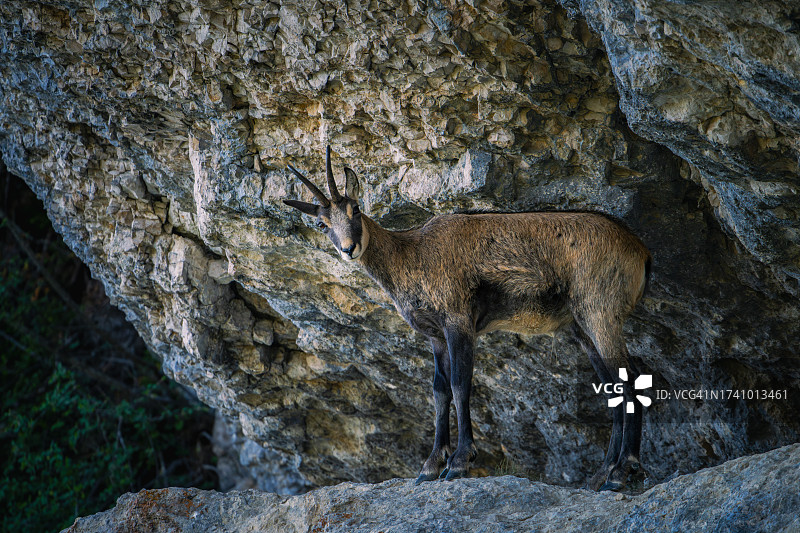 仰视站在岩石上的野山羊图片素材