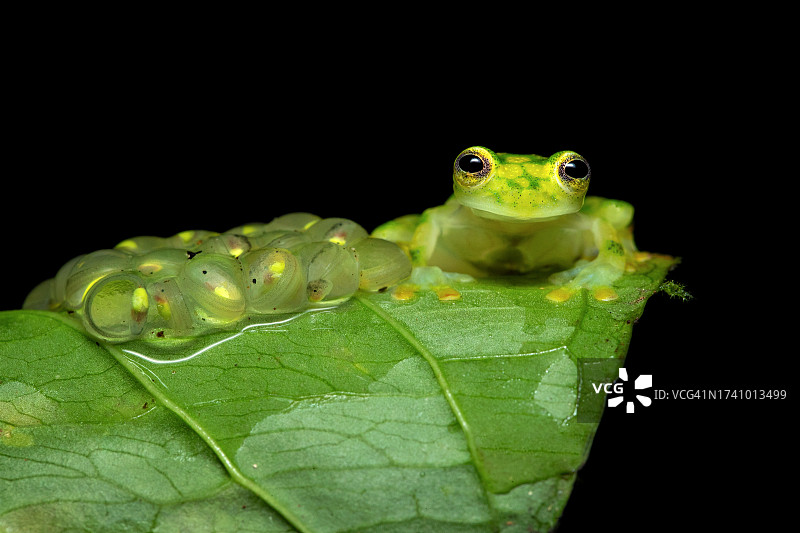 黑色背景下叶子上的青蛙特写图片素材