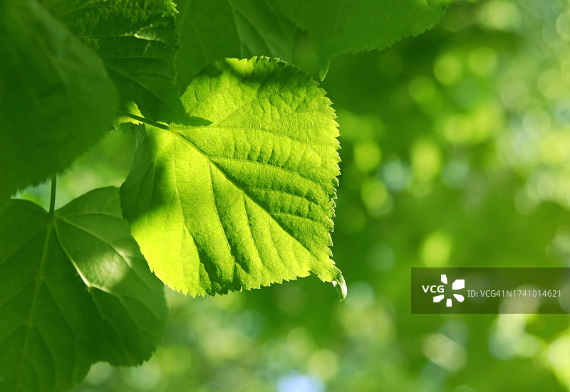 绿叶特写图片素材