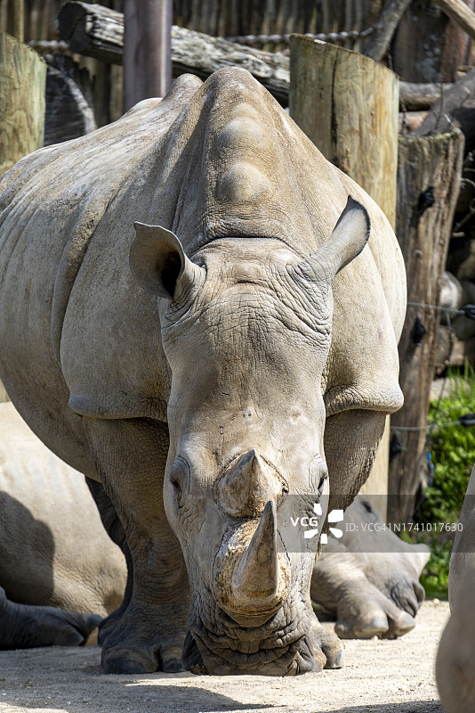 白色犀牛特写，新西兰奥克兰图片素材