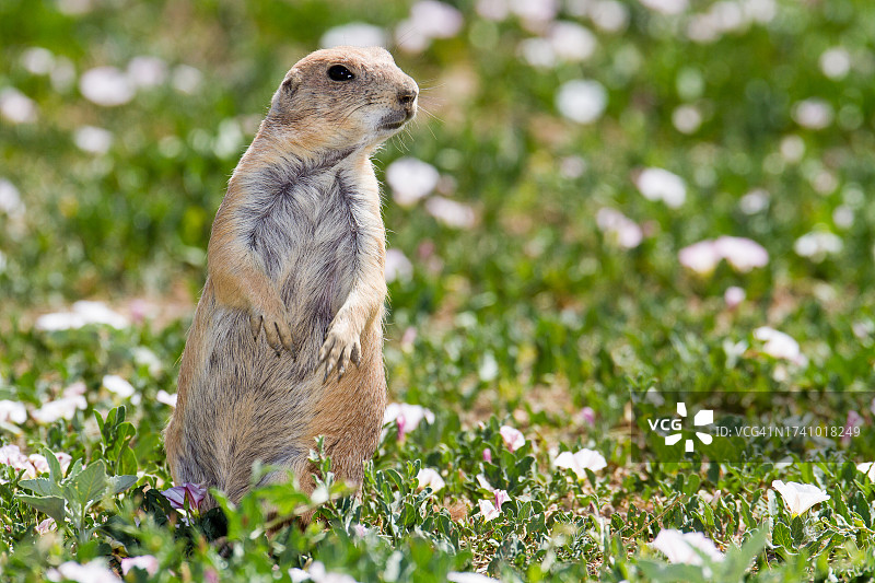 美国科罗拉多州威斯敏斯特，田野里的地松鼠特写图片素材