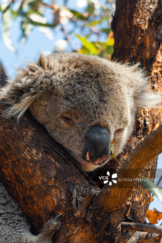 树干上的考拉特写图片素材