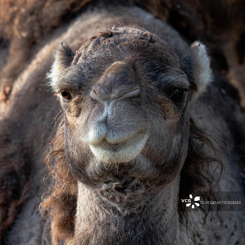 双峰骆驼特写图片素材