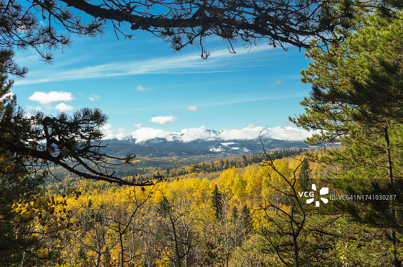 秋季天空下的树木风光图片素材