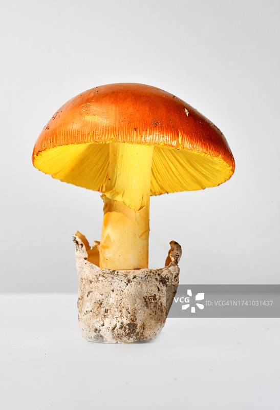 白色背景下蘑菇的特写图片素材