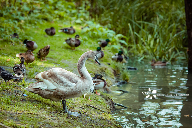 湖中鸭子游泳特写图片素材