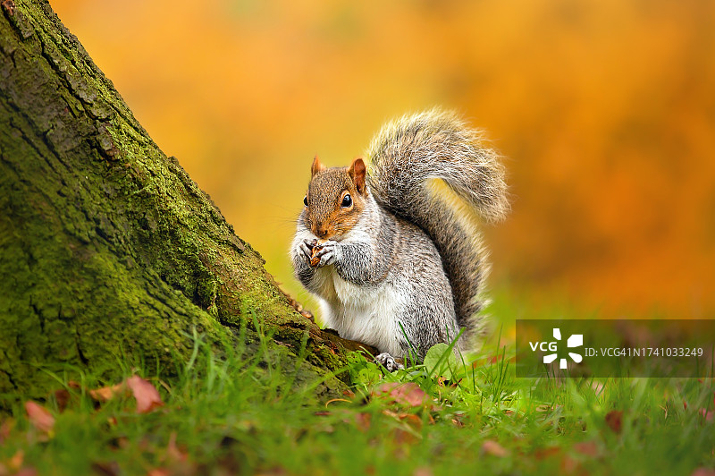 树干上的松鼠特写图片素材