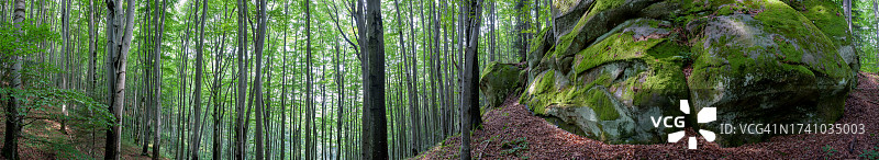 乌克兰森林中竹树的全景图片素材