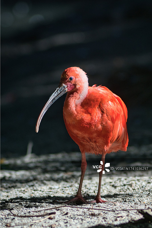宜必思栖息在陆地上的特写图片素材