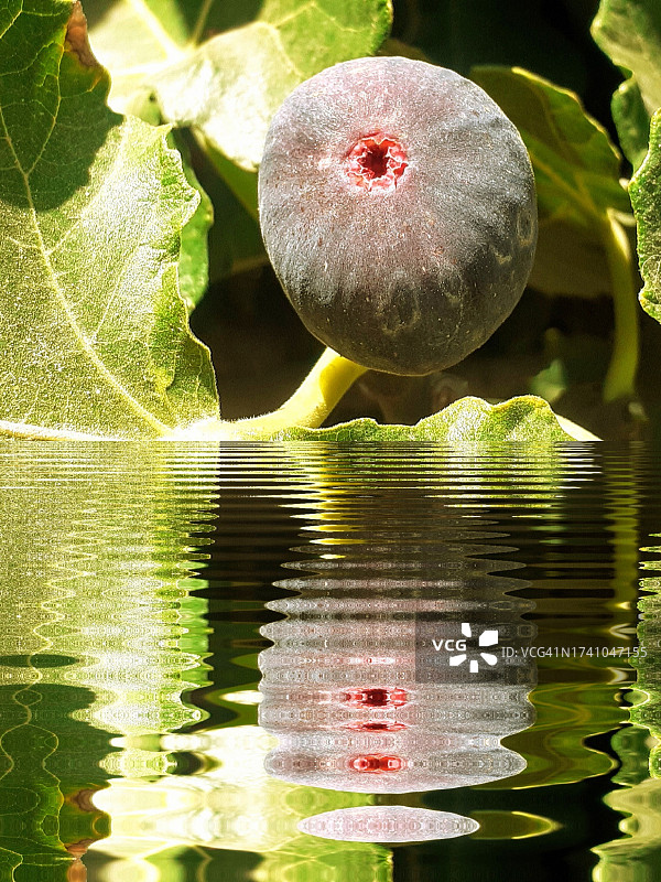 树上生长的水果特写图片素材