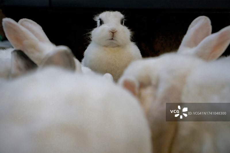 白色侏儒垂耳兔特写，泰国曼谷图片素材