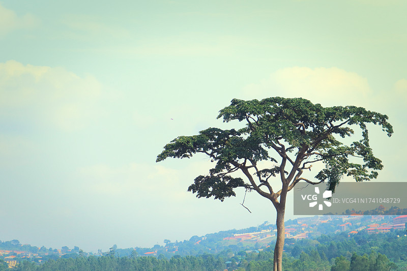 低角度的树对天空的看法图片素材