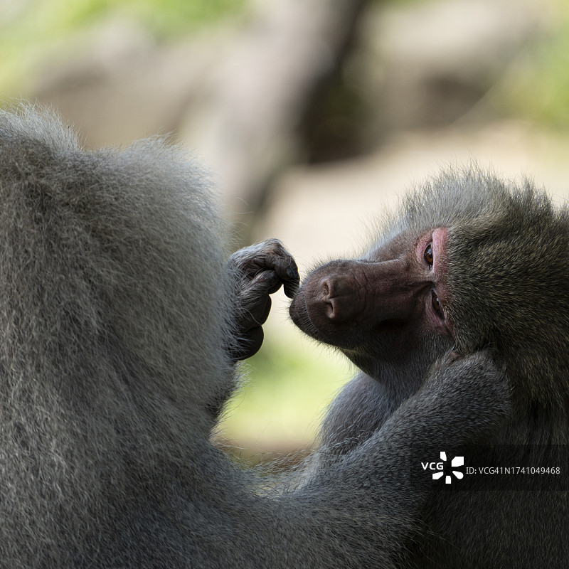 猴子特写图片素材