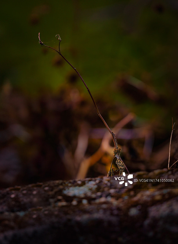 岩石上的昆虫特写图片素材
