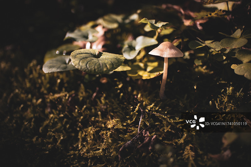 田间生长的蘑菇特写图片素材