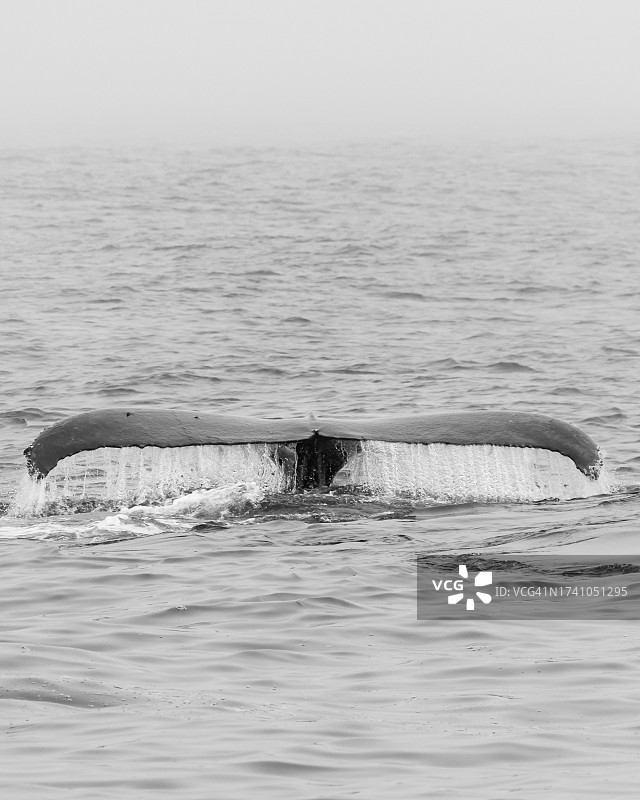 海中畅游的海豚高角度视图，圣路易斯奥比斯波，加利福尼亚州，美国图片素材
