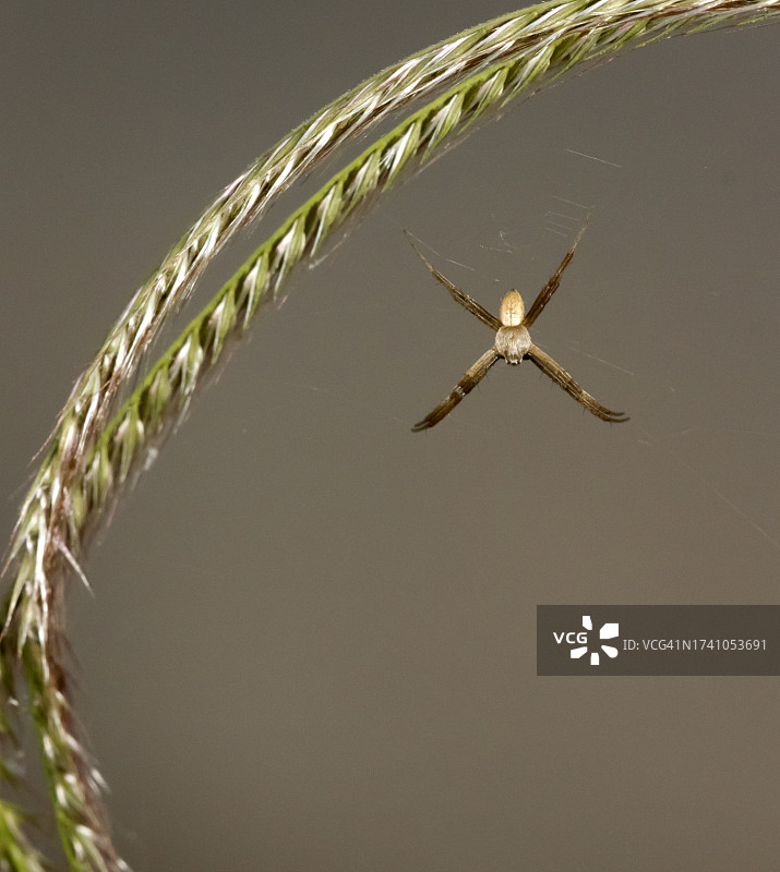 小麦在田间生长的特写图片素材