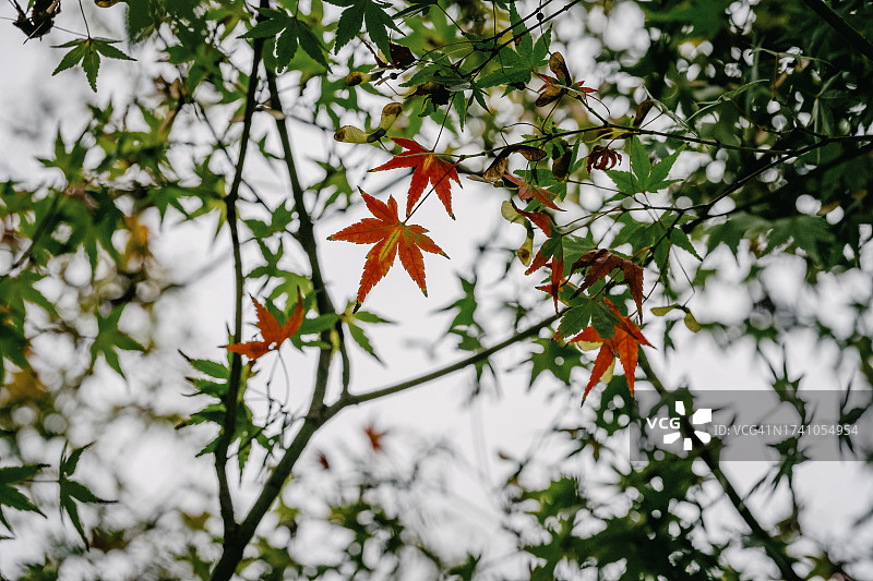 低角度拍摄的枫树叶图片素材