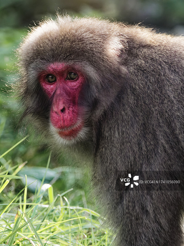 日本猕猴特写图片素材
