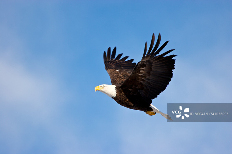 美国阿拉斯加州鹰河秃鹰飞翔的低角度景观图片素材
