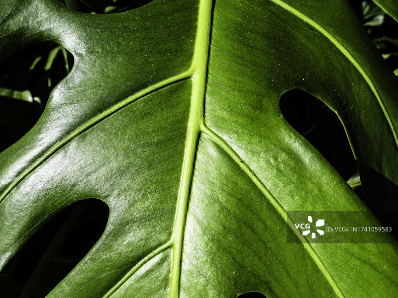 美国夏威夷火奴鲁鲁绿叶全画幅照片图片素材