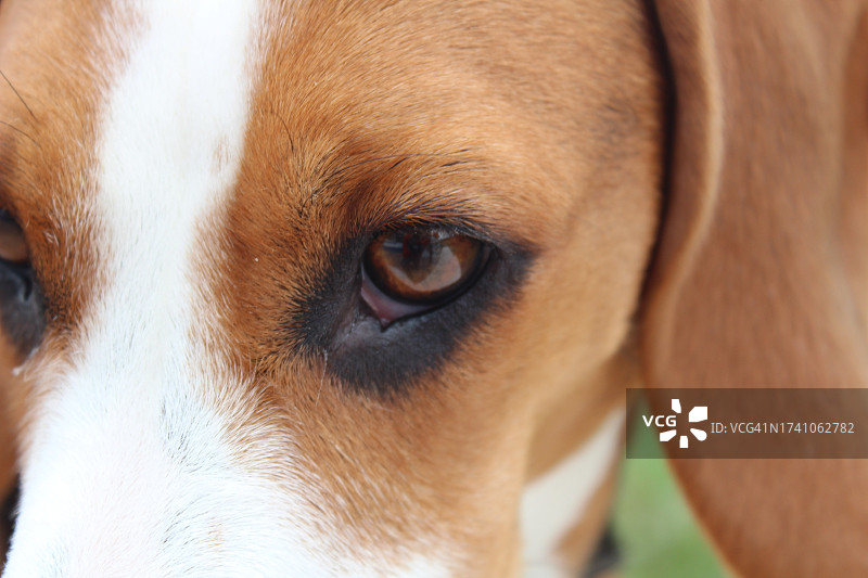 比格犬特写肖像图片素材