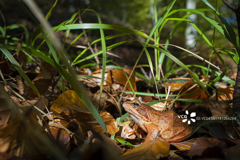 田野里的青蛙特写图片素材