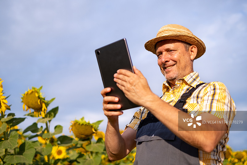 日出时分，快乐的农场主在向日葵田里图片素材