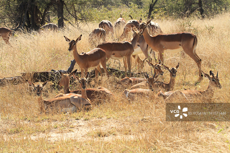 站在田野上的鹿的侧视图图片素材