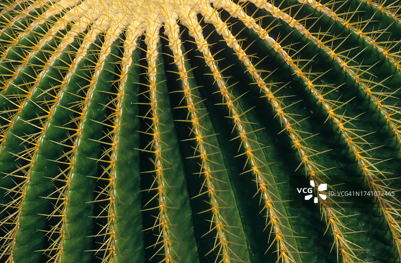 仙人掌特写镜头图片素材