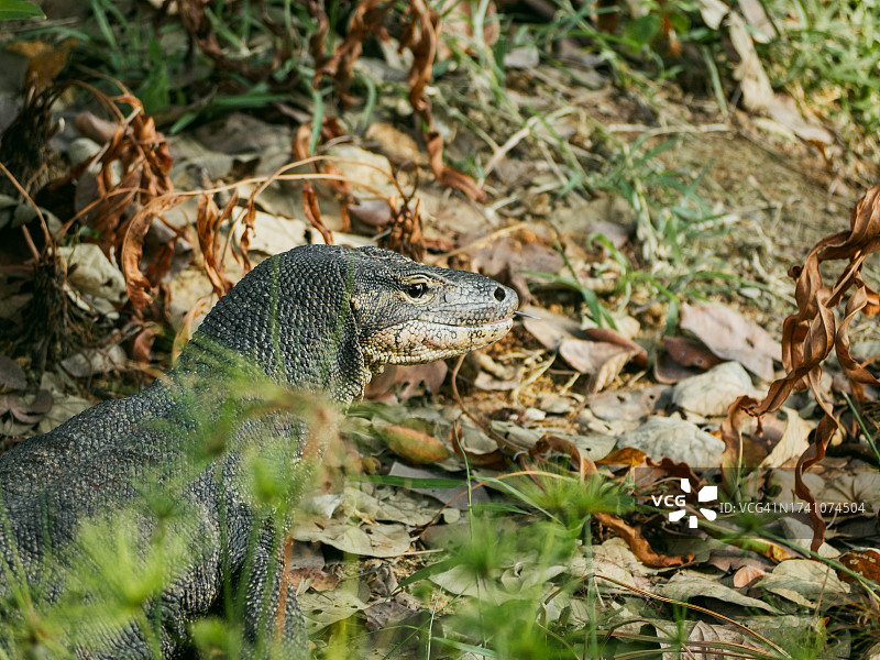田野里蜥蜴的特写图片素材