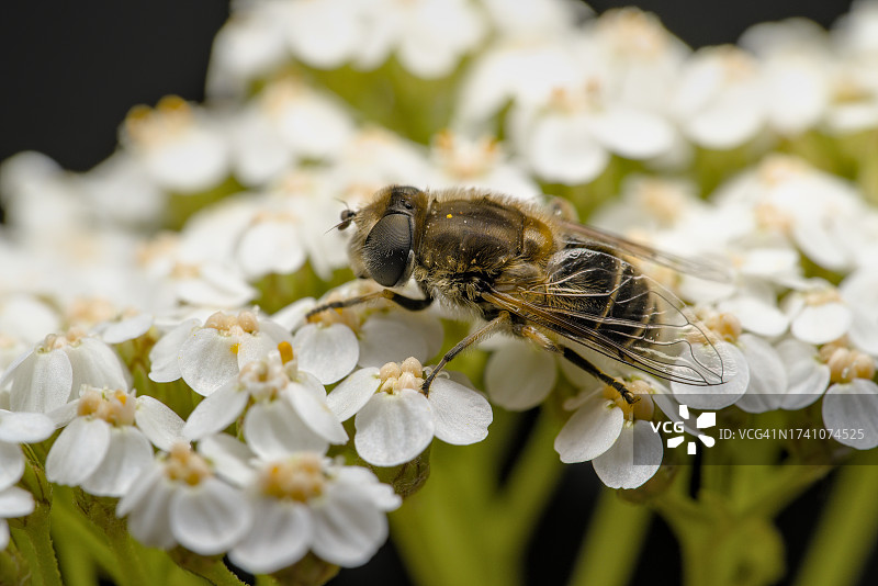 蜜蜂在白色花朵上授粉特写图片素材