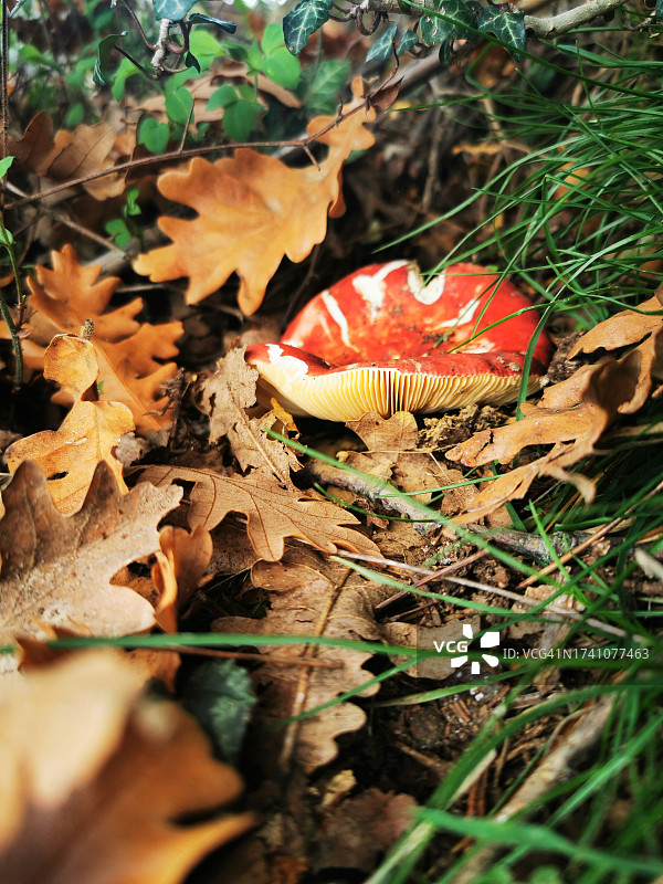 田野蘑菇生长高角度俯瞰图图片素材