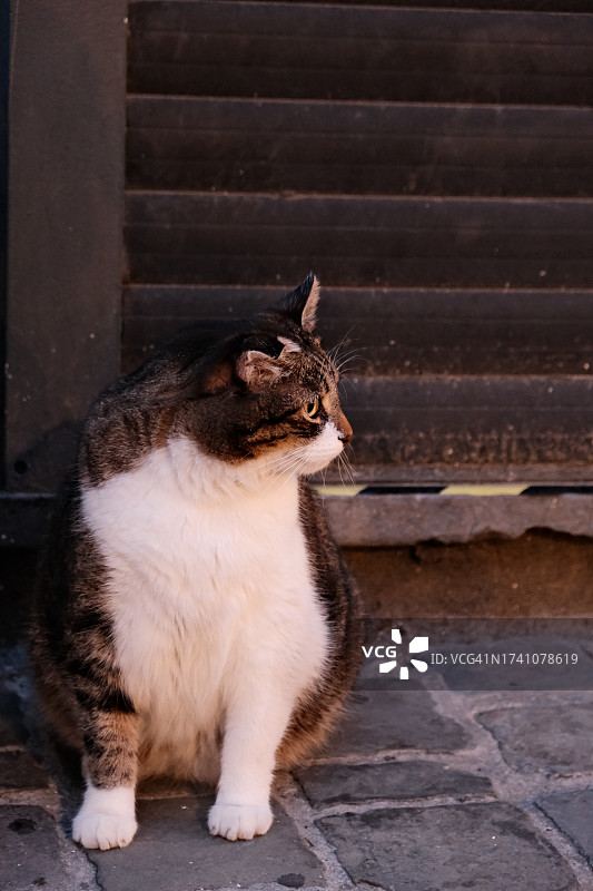 猫坐在户外的特写图片素材
