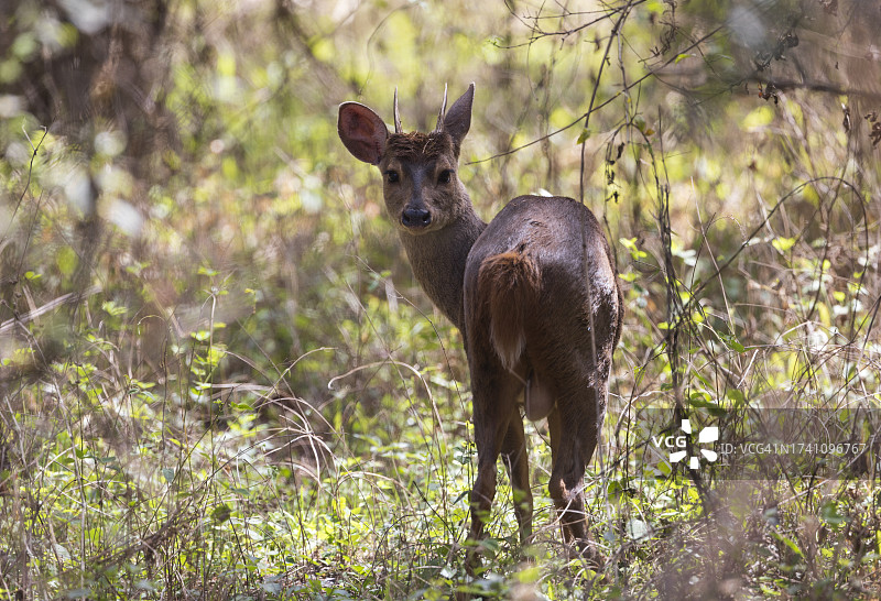 红色小鹿图片素材