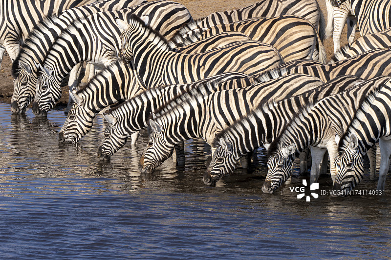 一群斑马图片素材