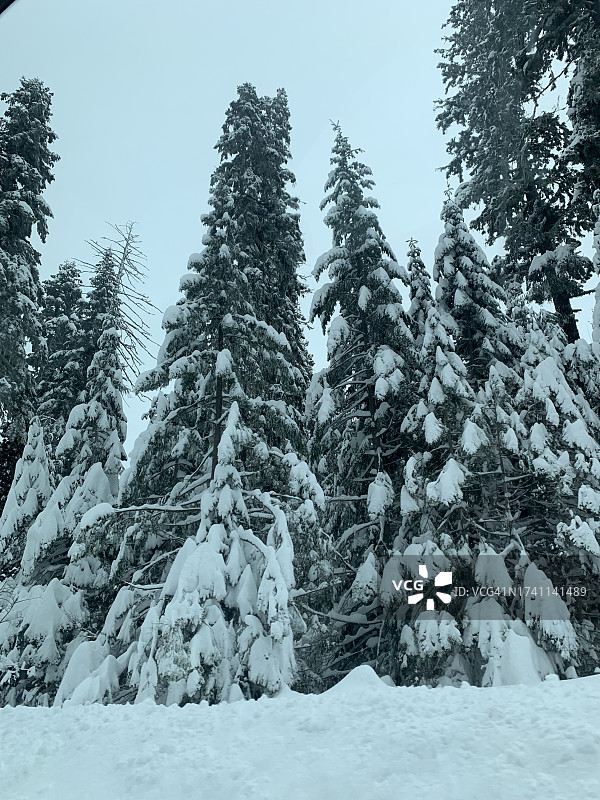 美国俄勒冈州梅德福，雪地中对着天空的树木图片素材