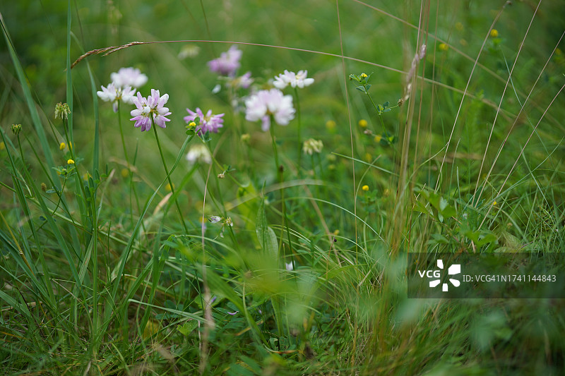 田野开花植物特写图片素材