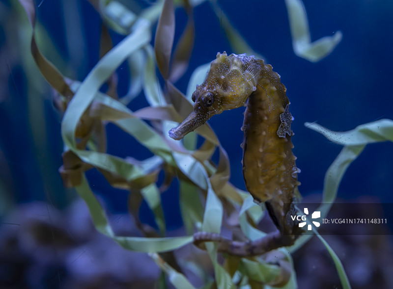 美国海中游动的鱼特写图片素材