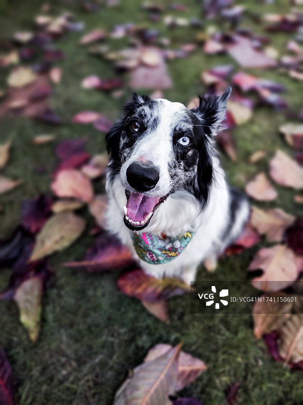 俯视视角下的纯种柯利犬吐舌头坐在田野上的肖像照图片素材