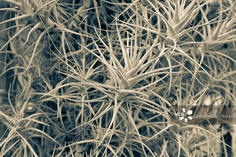 全画幅植物照片图片素材