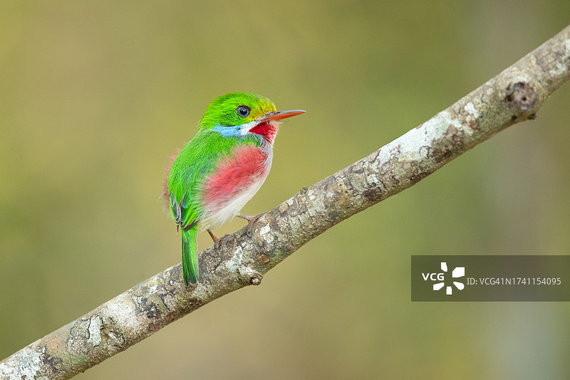 栖息在树枝上的翠鸟特写图片素材
