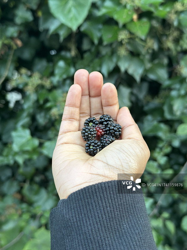 手拿黑莓图片素材