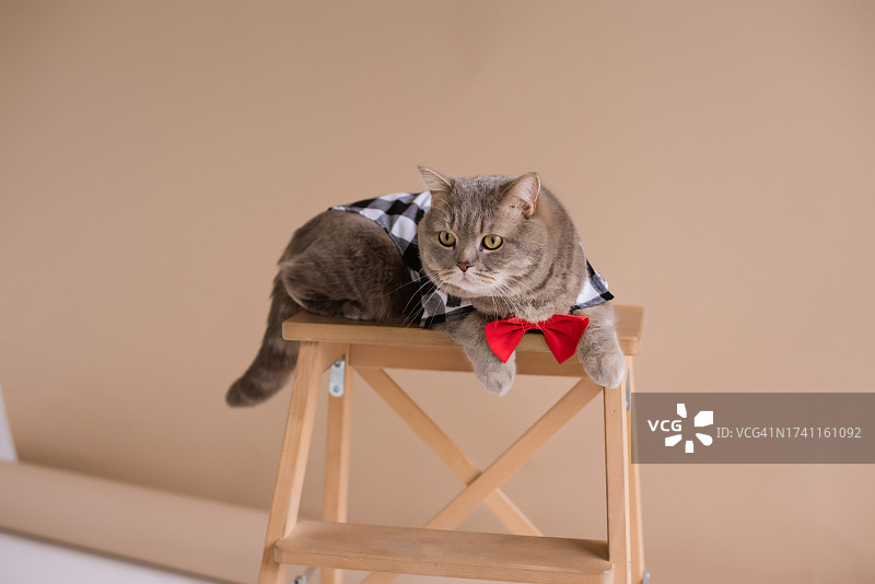 靠墙坐在椅子上的猫咪肖像图片素材